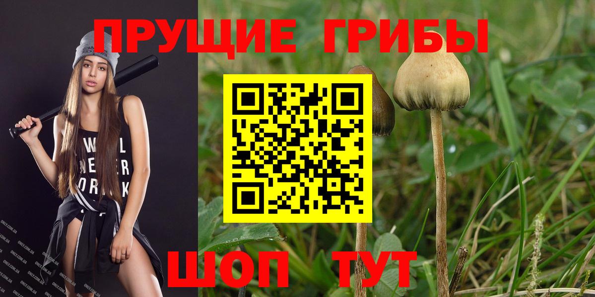 Псилоцибиновые грибы прущие грибы Дербент